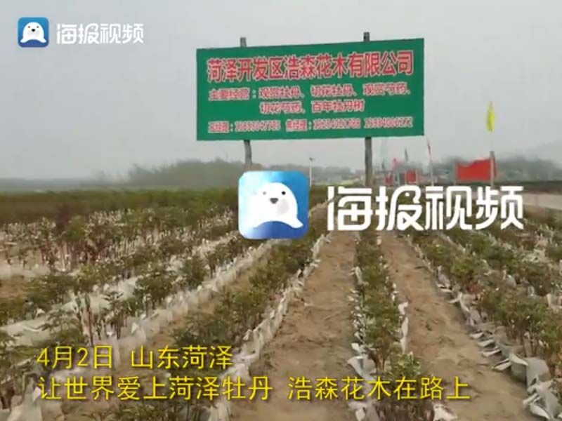 市牡丹產(chǎn)業(yè)中心、市宣傳部的領(lǐng)導(dǎo)及各大媒體來公司基地考察指導(dǎo)工作